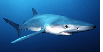 blueshark
