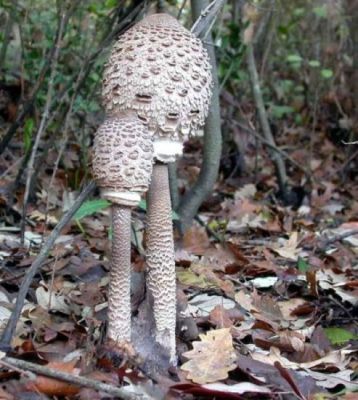 parasol mushroom